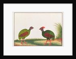 Crested Wood-partridge, Hen and Cock by School Chinese