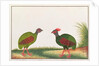 Crested Wood-partridge, Hen and Cock by School Chinese