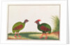 Crested Wood-partridge, Hen and Cock by School Chinese