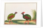 Crested Wood-partridge, Hen and Cock by School Chinese