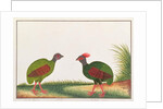 Crested Wood-partridge, Hen and Cock by School Chinese