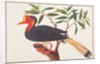 Helmeted Hornbill by School Chinese