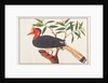 Helmeted Hornbill by School Chinese