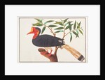 Helmeted Hornbill by School Chinese