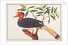 Helmeted Hornbill by School Chinese