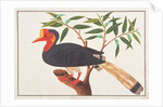 Helmeted Hornbill by School Chinese