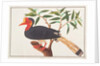 Helmeted Hornbill by School Chinese