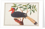 Helmeted Hornbill by School Chinese