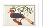 Helmeted Hornbill by School Chinese