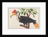 Wrinkled Hornbill by School Chinese