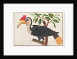 Wrinkled Hornbill by School Chinese
