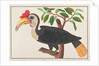 Wrinkled Hornbill by School Chinese