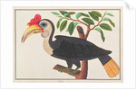 Wrinkled Hornbill by School Chinese