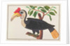 Wrinkled Hornbill by School Chinese