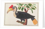 Wrinkled Hornbill by School Chinese