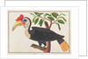 Wrinkled Hornbill by School Chinese