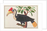 Wrinkled Hornbill by School Chinese