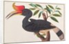 Rhinoceros Hornbill by School Chinese