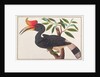 Rhinoceros Hornbill by School Chinese