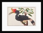 Rhinoceros Hornbill by School Chinese