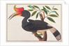 Rhinoceros Hornbill by School Chinese