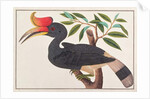 Rhinoceros Hornbill by School Chinese