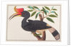 Rhinoceros Hornbill by School Chinese