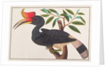 Rhinoceros Hornbill by School Chinese