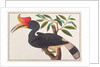 Rhinoceros Hornbill by School Chinese
