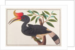 Rhinoceros Hornbill by School Chinese