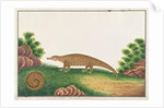 Sunda Pangolin by School Chinese