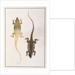 Reptiles by School Chinese