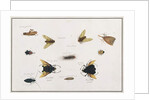 Bilalang Gambur, Cicada, Koombang Kerbo, Koombang Gajah, Scaraboeus Beetle, Ucanucang by School Chinese