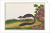 Prevost's Squirrel by School Chinese