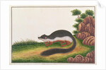 Prevost's Squirrel by School Chinese