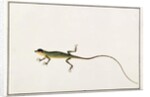 Asiatic Guana, Lacerta Calotes by School Chinese
