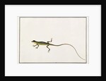 Asiatic Guana, Lacerta Calotes by School Chinese