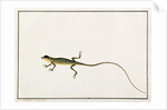 Asiatic Guana, Lacerta Calotes by School Chinese