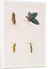 Four Insects by School Chinese