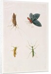 Four Insects by School Chinese