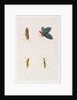 Four Insects by School Chinese