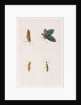 Four Insects by School Chinese