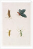 Four Insects by School Chinese