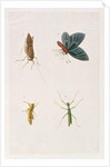 Four Insects by School Chinese