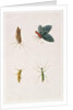 Four Insects by School Chinese