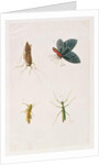 Four Insects by School Chinese