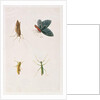Four Insects by School Chinese