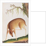 Fawn by School Chinese