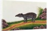 Young Tapir of Malacca by School Chinese