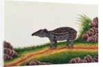 Young Tapir of Malacca by School Chinese